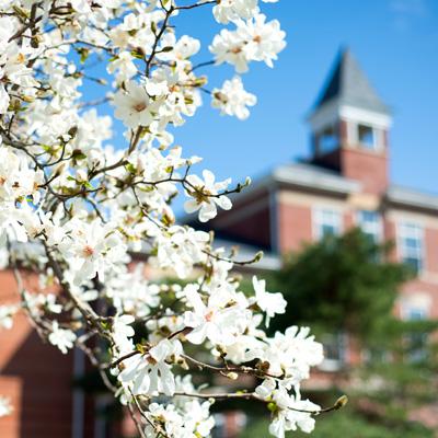 Dogwood trees bloom in front of Founders Hall